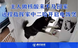 成精了！主人做核酸来不及回家，远程指挥家中二哈开启电饭煲