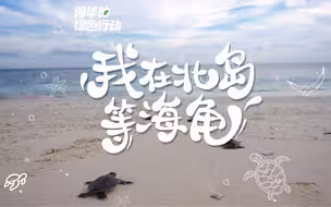 寻找，等待，坚持，守护 5月23世界海龟日，和阿华一起来看绿海龟