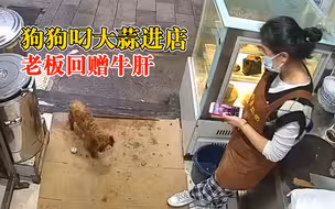 狗狗叼大蒜进店老板回赠牛肝：隔壁店的狗，经常来吃东西