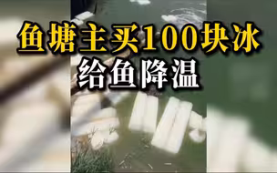 天气炎热水温过高，鱼塘主买冰块给鱼降温