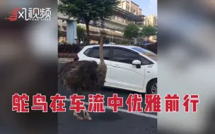一鸵鸟在车流中优雅前行 网友调侃：鸵鸟也急着上班吗？