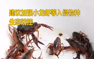 长江十年禁渔 政协委员建议加强小龙虾等入侵物种生态防控