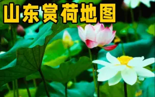 赏荷纳凉去哪儿？这份超美山东赏荷地图承包你整个夏天
