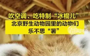 吹空调、吃特制“冰棍儿”……北京野生动物园里的动物们乐不思“暑”