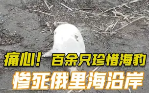 痛心！百余只珍稀海豹惨死在俄里海沿岸 极有可能是盗猎