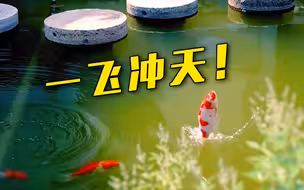 现实版“鲤鱼跃龙门”！愿所有考生好运连连