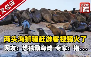 两头海狮驱赶游客视频火了 网友：想独霸海滩 专家：错...
