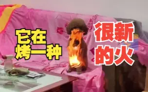 狗子身上“起火”淡定坐着不动