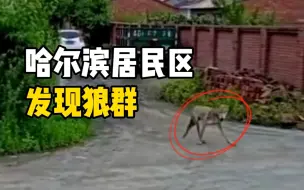 哈尔滨居民区发现狼群 社区主任：2只被击毙 1只送往动物园