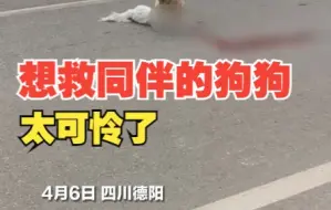 小狗多次试图拖走被轧死的伙伴未成功 好心路人见状将其拖到路边