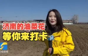 济南2400亩油菜花田开始播种 等你5月来打卡