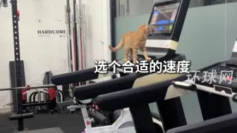 猫咪也自律！自己打开跑步机跑步，网友：再过两天可能就要偷吃蛋白粉了