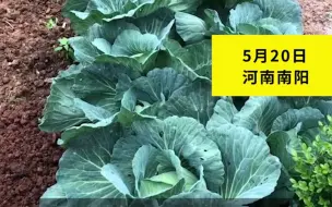 45岁儿子剥菜被蝎子蛰 老母亲连夜扒光菜叶 网友:多大都是妈妈的宝贝