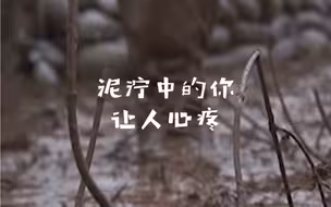 泥泞中的你让人心疼