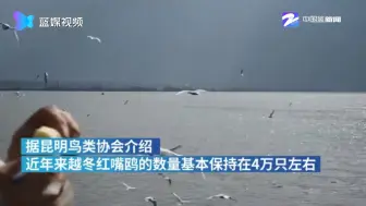 老朋友来了！红嘴鸥陆续抵达昆明 “春城”迎来赏鸥季