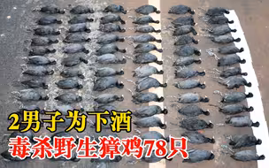为下酒2男子毒杀野生獐鸡78只：属“三有”野生保护动物，被刑拘