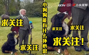 爱尔兰总统身边的狗狗有什么坏心思？