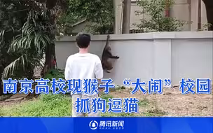 南京高校现猴子“大闹”校园：抓狗逗猫 丝毫不惧人