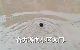 近日，河北涿州一小区，男子跳入洪水中，奋力游向小区大门，准备打开大门让救援队进入。洪水有四五米深，小区大门的插销在地面，男子多次潜到水下才打开。 （源自新华社）