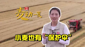 聚焦三农丨小麦也有“保护伞”