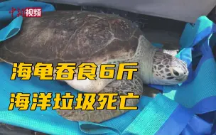 一巨型海龟吞食6斤海洋垃圾不治死亡
