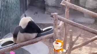 萌翻！大熊猫花式挠痒痒竟然这么可爱！
