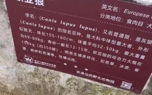 游客逛动物园看狼，仔细一看总感觉怪怪的，大黄：我的名字叫狼。