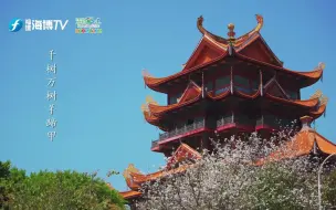福州：千树万树羊蹄甲，三月四月又飞花