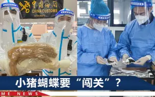 河南郑州海关扣押5050枚蝴蝶标本，还有一只5.5公斤重的整猪