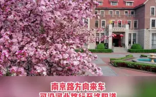 五大道海棠花开！请收下这份赏花停车指南！