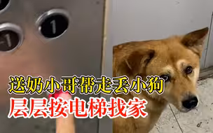 送奶小哥帮走丢狗层层按电梯找家：1楼找到11楼，没到它家不出去