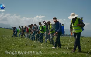 新疆牧民人工治理4万亩毒害草