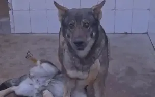 四警犬被挨个点名批评：上班没精神、不爱洗澡、爱打架……