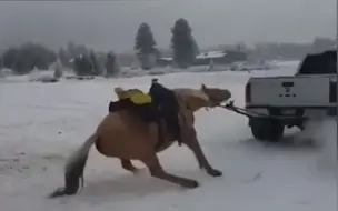 夫妇雪地疯狂虐马 皮卡拖拽引众怒