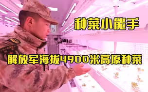 海拔4900米西藏哨所 解放军种出了小白菜