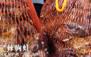 野生青蛙不仅不补还可能有寄生虫，违法又伤身这是何必？
