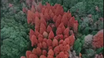 千岛湖国家森林公园牧心谷  初冬的多彩山林美得像油画