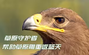 草原守护者帮助草原雕重返蓝天