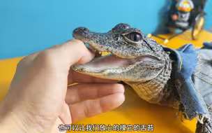 扬子鳄是不是真的很温顺我不知道，反正干饭很烫嘴
