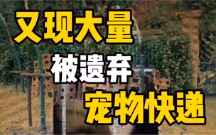 大量宠物快递被遗弃路边，小猫小狗在雨中被淋奄奄一息