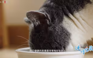 进博宝藏|爱宠人士好帮手，新装备记录宠物行为数据