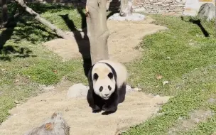现场：福宝今日与公众再度见面 绿地上遛弯儿晒太阳