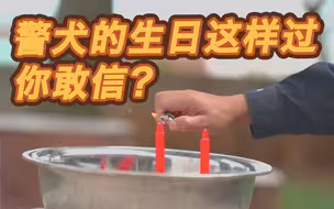 谁还不是个宝宝了！警犬的生日蛋糕你见过吗？