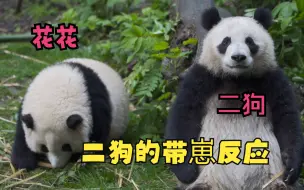 润玥对带崽的反应。花花过来了