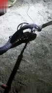 吓惨了！男子布老鼠夹竟抓到眼镜蛇