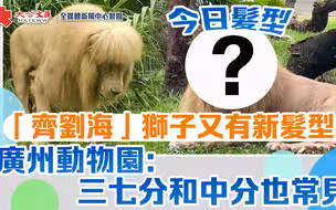 “齐刘海”狮子又有新发型！ 广州动物园：三七分和中分也常见