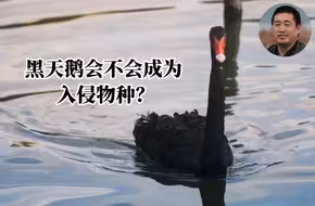 科普一下丨黑天鹅会不会成为入侵物种？