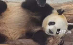 熊猫耳朵被咬成V形，园方回应！网友：隔着屏幕都感觉到痛