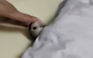 睡吧，一睡一个不吱声