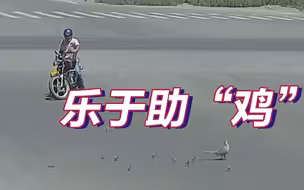 暖心！“鸡宝宝”过马路失散，骑车小哥路过帮它回家